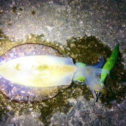 短時間エギング