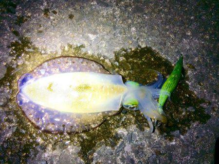 短時間エギング