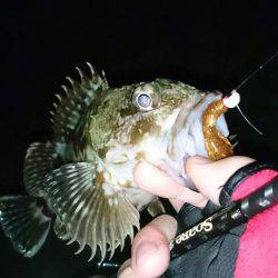 ロックフィッシング!