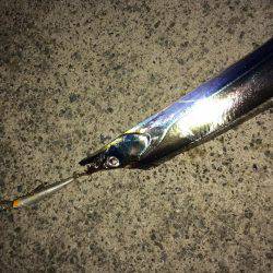 アオリイカ不発のちタチウオ、アジ