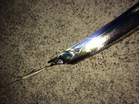 アオリイカ不発のちタチウオ、アジ