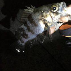 ムコイチのち芦屋浜