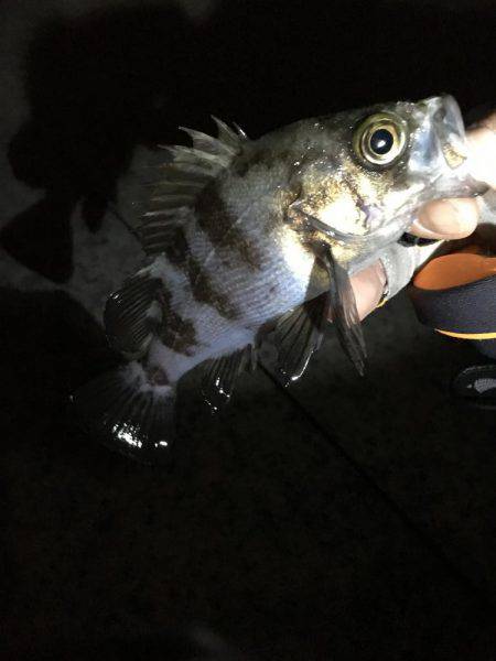 ムコイチのち芦屋浜