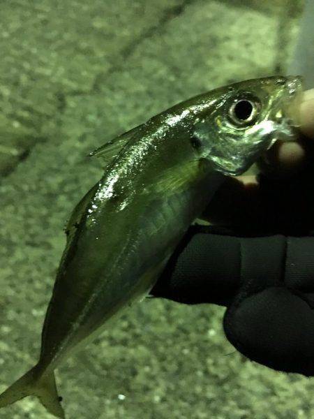 釣り納め？釣行