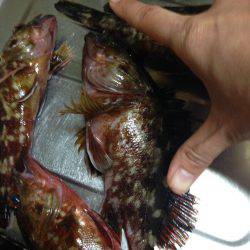 クリスマスロック！