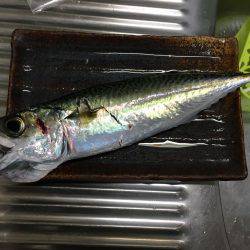 サワラいつか必ず