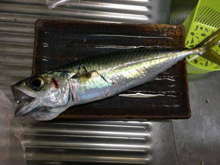 サワラいつか必ず