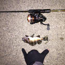 ライトゲーム島