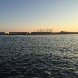 タチウオまだ居ました！