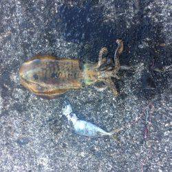 今年ラスト釣行