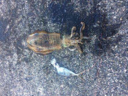 今年ラスト釣行