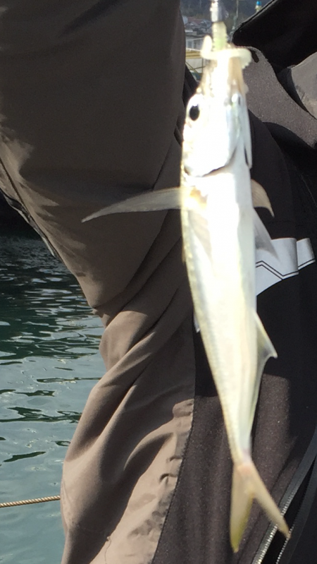 釣り納めません