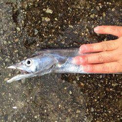 まだまだ太刀魚はいます！