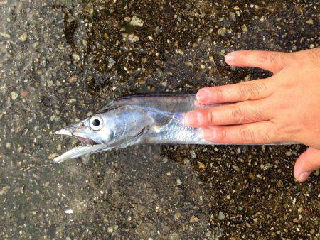 まだまだ太刀魚はいます！