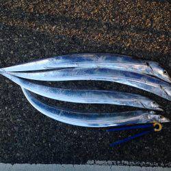 今年最後の刀狩り