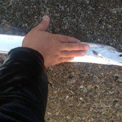 まだ太刀魚釣れる？