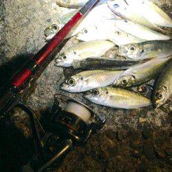 アジ、アジ、アジ！