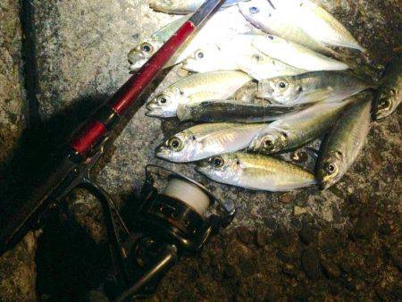 アジ、アジ、アジ！