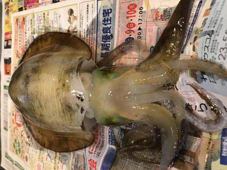 アオリイカ釣り