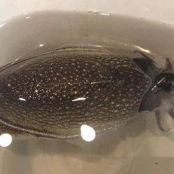 シリアケイカ〜