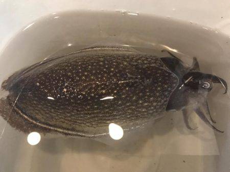 シリアケイカ〜