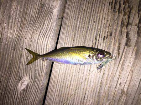 メバルのはずがアジ