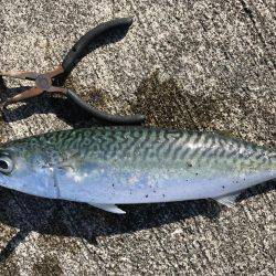 サバ、カワハギ