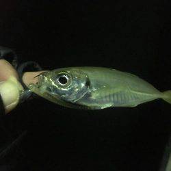 昨日は釣れてたパターン