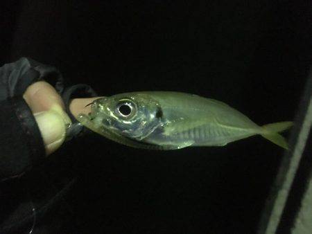 昨日は釣れてたパターン