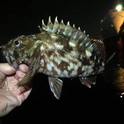 今宵もガッシー調査