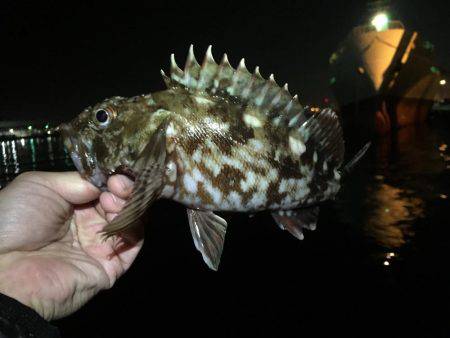 今宵もガッシー調査