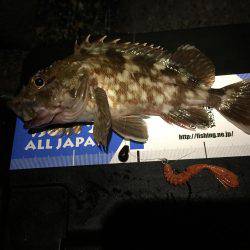 連日連夜のロックフィッシュ^^;