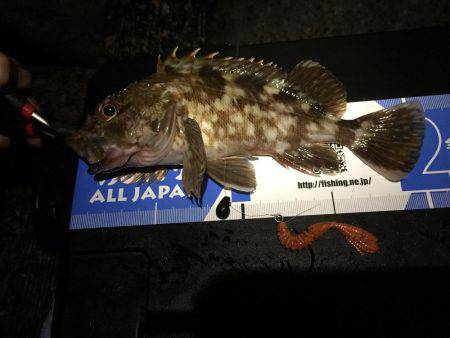 連日連夜のロックフィッシュ^^;