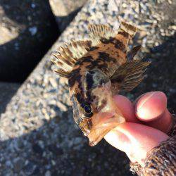 ロックフィッシュ