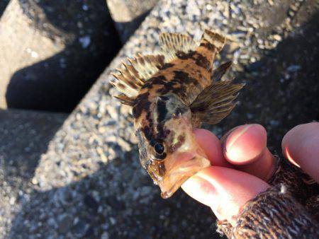 ロックフィッシュ