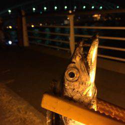 タチウオ⤵︎根魚↑