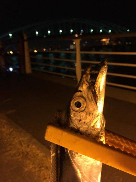 タチウオ⤵︎根魚↑