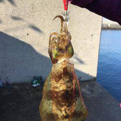 アジングとエギング