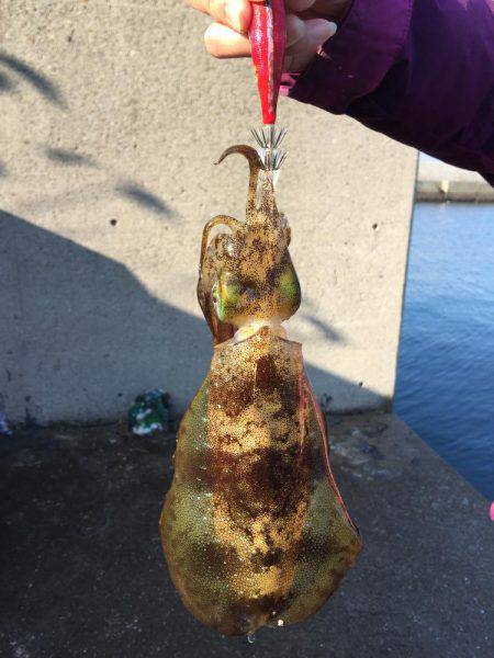 アジングとエギング