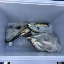 太刀魚は底にいるよー