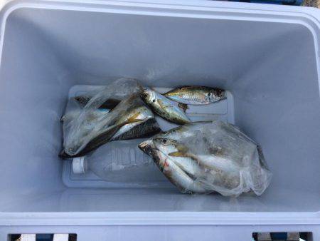 太刀魚は底にいるよー