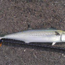 やっと釣れたー