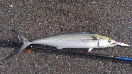 やっと釣れたー