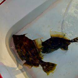 グレはいずこ？