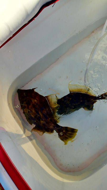 グレはいずこ？