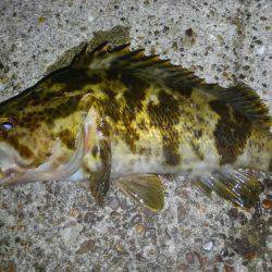 いい釣り納めになりました♪