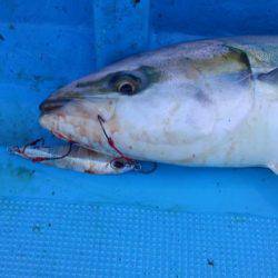 鳥羽、め組丸ジギング