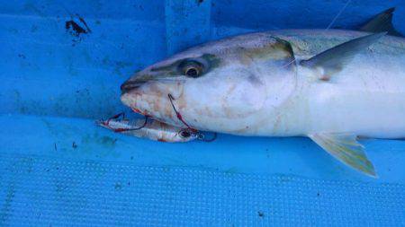 鳥羽、め組丸ジギング