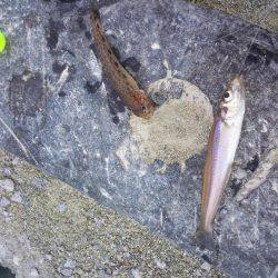 まだキスいました