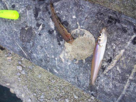 まだキスいました